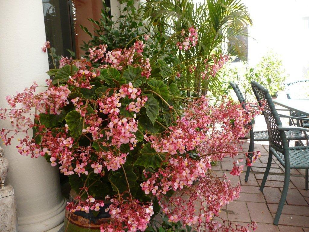 B. ‘Carousel’